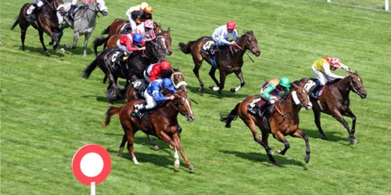 Cá Cược Đua Ngựa 8XBET