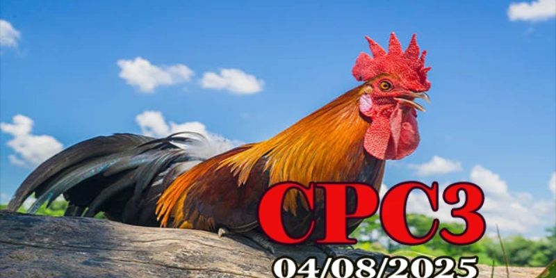 Đá Gà Thomo Campuchia